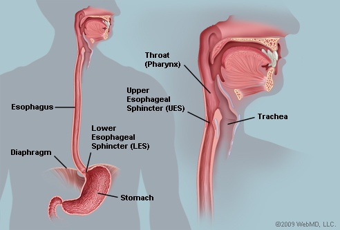 Esophagus.jpg
