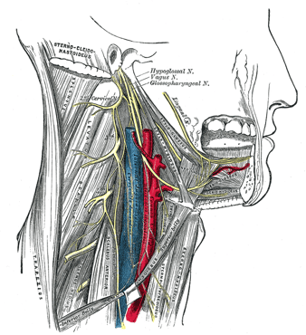 hypoglossal_nerve.png