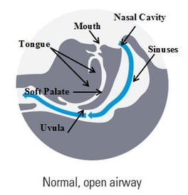 upper-airway-diagram